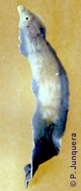 Ejemplar adulto (conservado) de Fasciola gigantica. Se aprecien muy bien las dos ventosas de la parte anterior