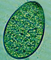 Egg of Fasciola hepatica. © J. Kaufmann / Birkhäuser Verlag