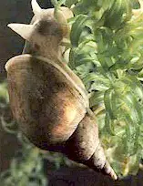 Caracol del género Lymnaea, hospedador intermediario de Fasciola. Imagen tomada de www.weichtiere.at