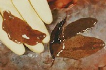 Adults of Fascioloides magna. Picture from www.michigan.gov