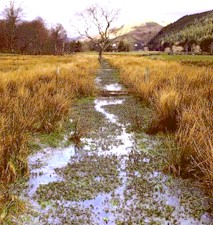 Typical habitat of liver fluke vector snails. Picture from www.ansgeulaiche.co.uk