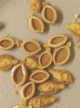 Adultos de Gastrodiscus aegyptiacus. Imagen tomada de www.luccia85.skyrock.com