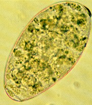 Egg of Paramphistomum spp. © J. Kaufmann / Birkhäuser Verlag