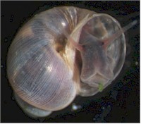 Bulinus snail. Picture from www.infectionlandscapes.org