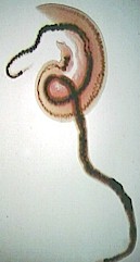 SCHISTOSOMA spp, BLOOD FLUKES, parasites of CATTLE, SHEEP, GOATS ...