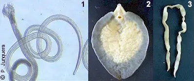 Roundworm (1), fluke (2) tapeworm (3)