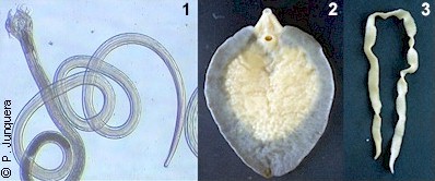 PREVENTION and CONTROL of GASTROINTESTINAL ROUNDWORMS in CATTLE, SHEEP ...