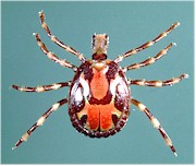 Amblyomma variegatum, a very nasty tick